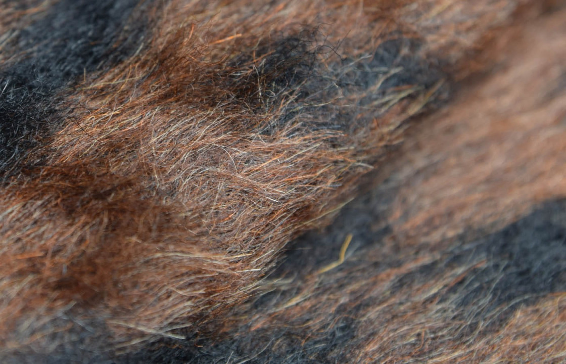 Leopard coat wool