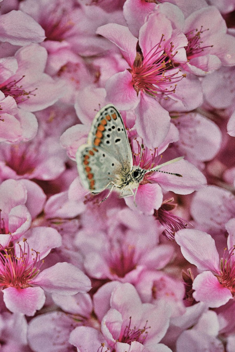 Silk twill with flowers and insects