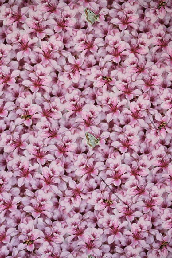 Twill di seta con fiori e insetti