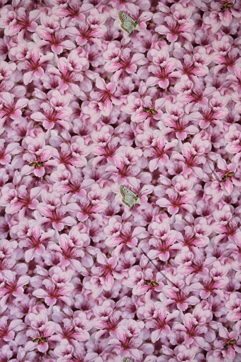 Silk twill with flowers and insects