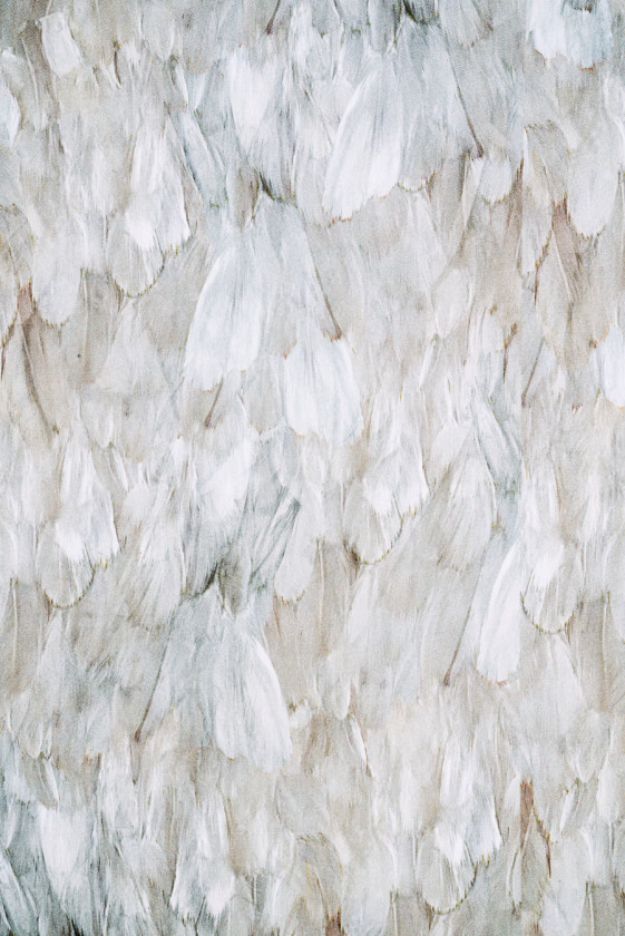 Plumas Beige de viscosa Cadi KUPON 80cm