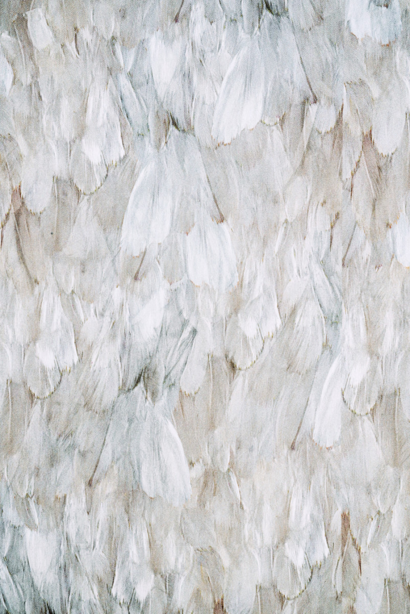 Piume Cadi viscose Beige KUPON 80cm