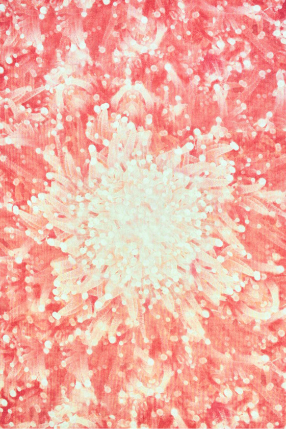 Organza jedwabna w kwiaty